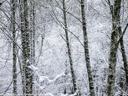 Bagley Creek Snow Scene