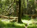 Elwha River Trail