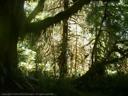 Elwha Forest Shadows