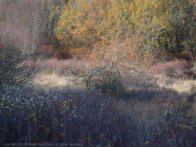 Early Spring at Dungeness Wildlife Refuge